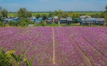 peach flowers turns northern vietnam mountain a pink carpet
