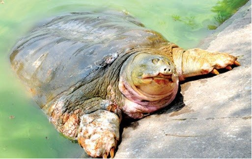Hoan Kiem turtles (Source: Internet) 1609-rua