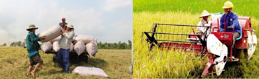 vietnam wins the deal of 60000 ton of rice supply to the philippines