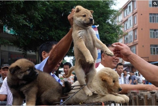 undefined 5513 dog