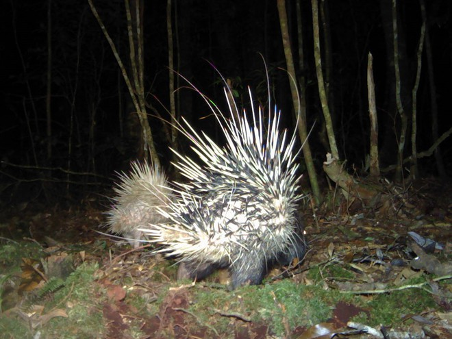 many rare species animals found in nui ba vietnam