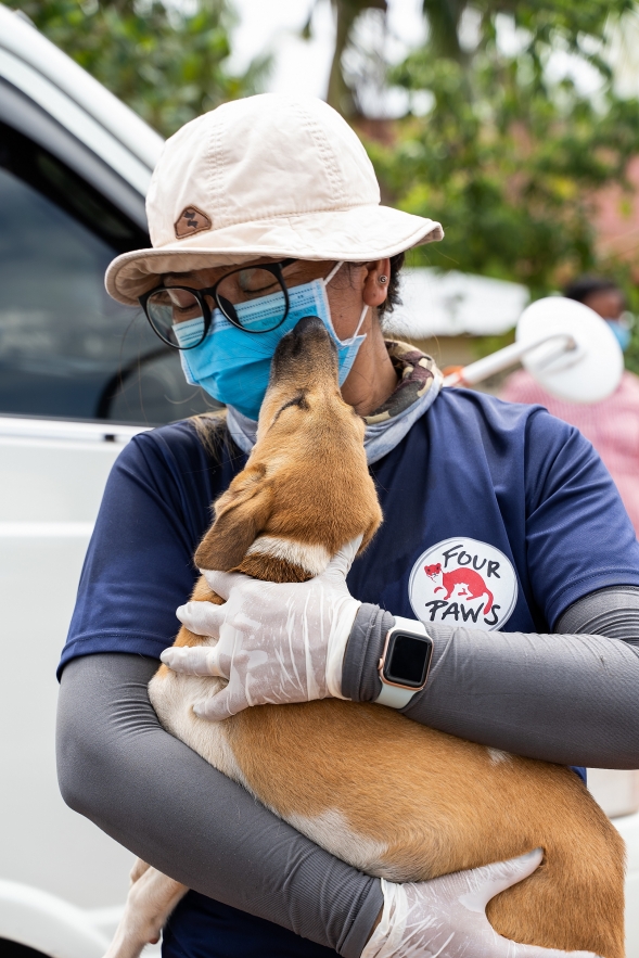FOUR PAWS shuts down dog slaughterhouse in Cambodia critical to the trade 4137 dog