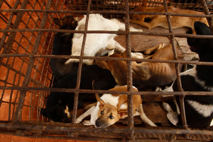 FOUR PAWS shuts down dog slaughterhouse in Cambodia critical to the trade 0831 dog1