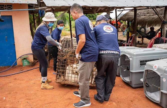 FOUR PAWS shuts down dog slaughterhouse in Cambodia critical to the trade four paws shuts down dog slaughterhouse in cambodia critical to the trade