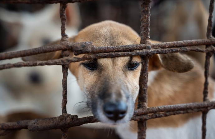 Dog slaughterhouse in Cambodia for Vietnamese import culinary preference shut down dog slaughterhouse in cambodia for vietnamese import culinary preference shut down
