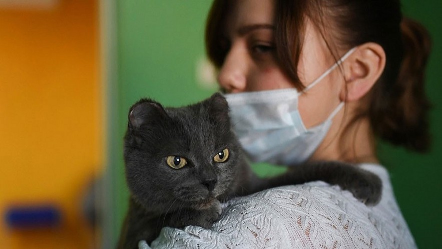 The next phase of Covid-19 is the emergence of infection in farms and domestic animals. The next phase of Covid-19 is the emergence of infection in farms and domestic animals.