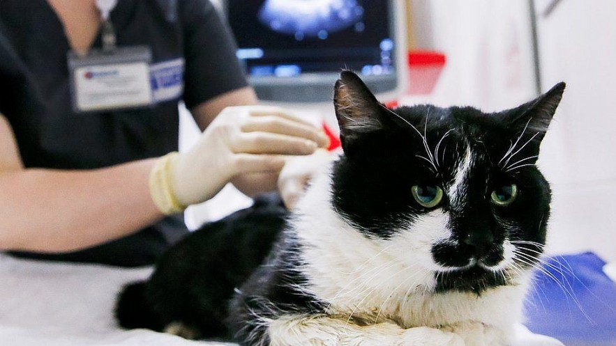 Covid-19 Patients Warn of Pets And How To Care Your Pets During Pandemic Covid-19 Patients Warn of Pets And How To Care Your Pets During Pandemic
