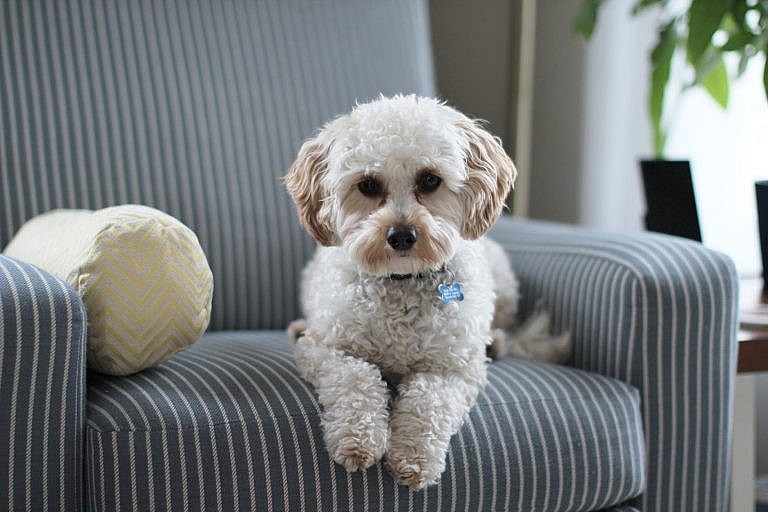 Covid-19 Patients Warn of Pets And How To Care Your Pets During Pandemic Covid-19 Patients Warn of Pets And How To Care Your Pets During Pandemic