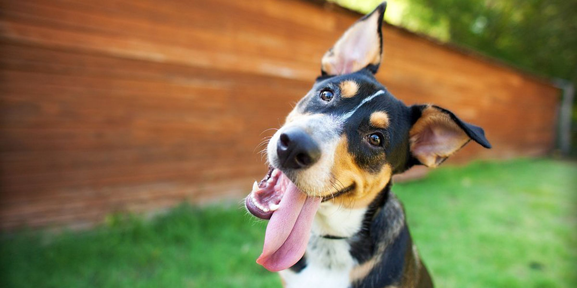 Your dog may love you, but doesn't love the sight of your face, study finds 2100 dog