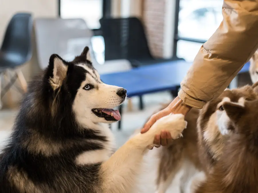 An Alaskan Malamute shaking hands with its owner. Shutterstock 2502 dog1
