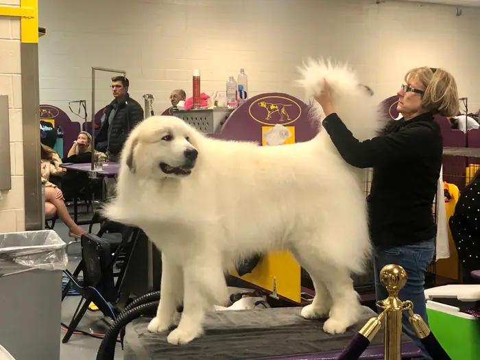 A dog at the Westminster Dog Show. Anneta Konstantinides/Insider 2854 dog2