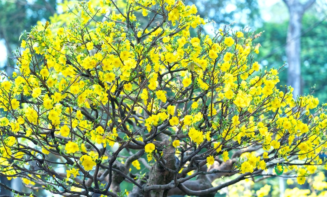 美丽了梅花。 美丽了梅花。