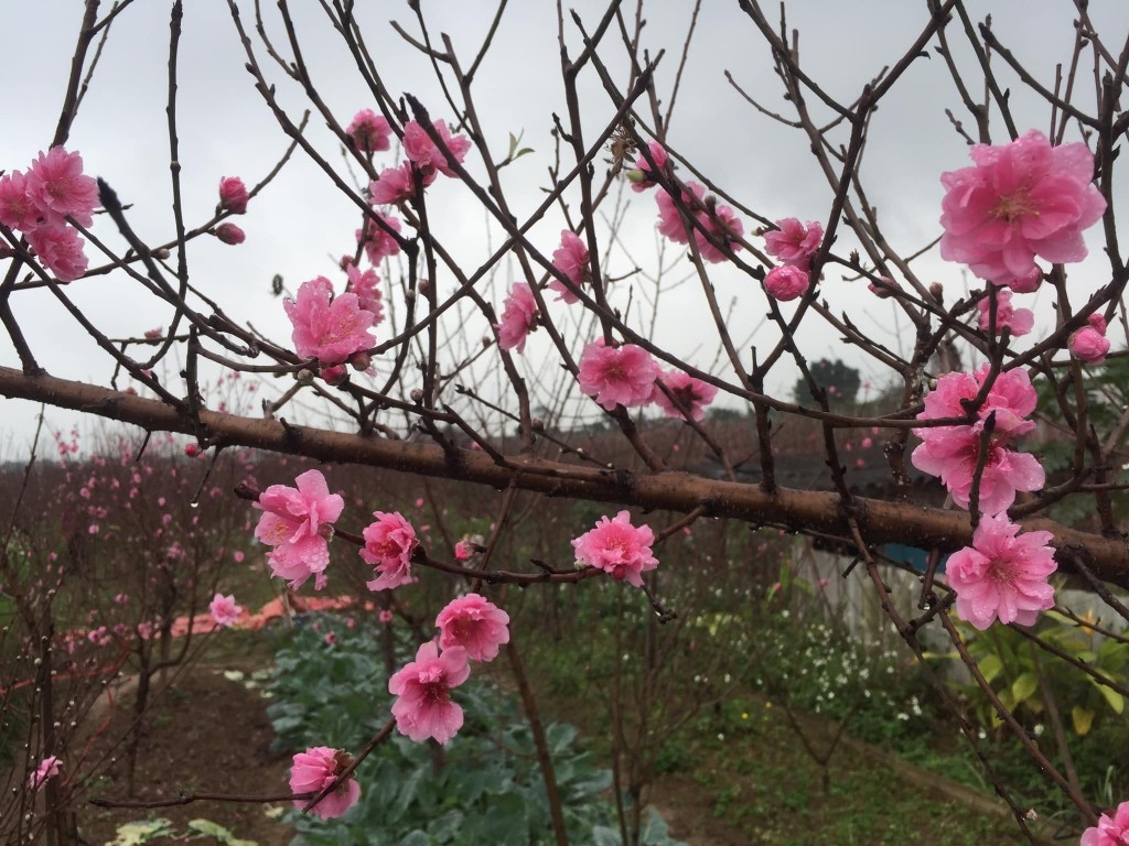 美丽的日新桃花。
