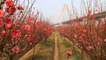 河内市：日新桃花迎春怒放