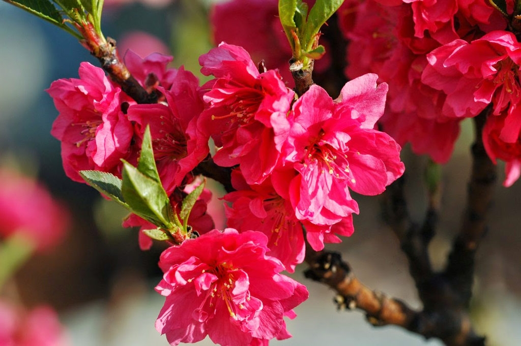 桃花。 桃花。