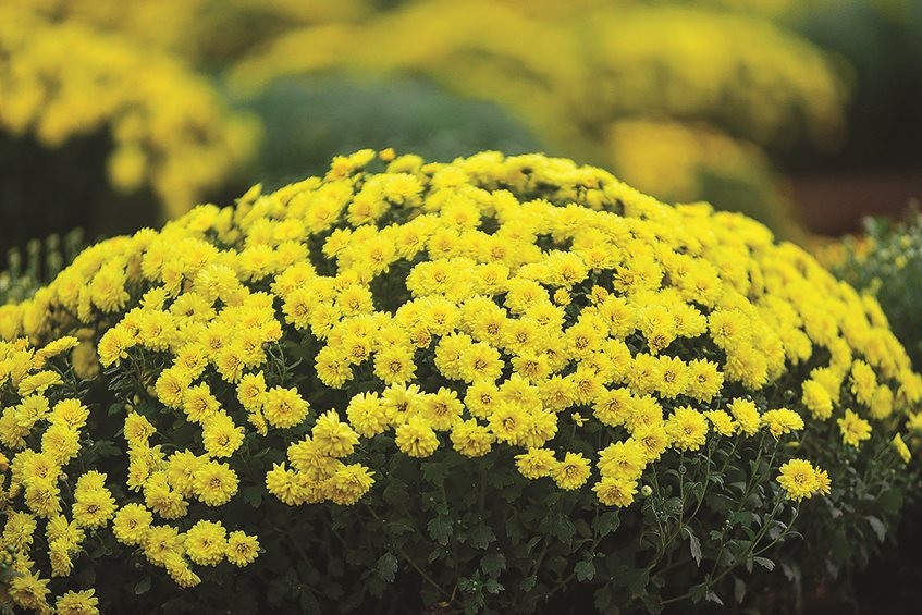 菊花。 菊花。