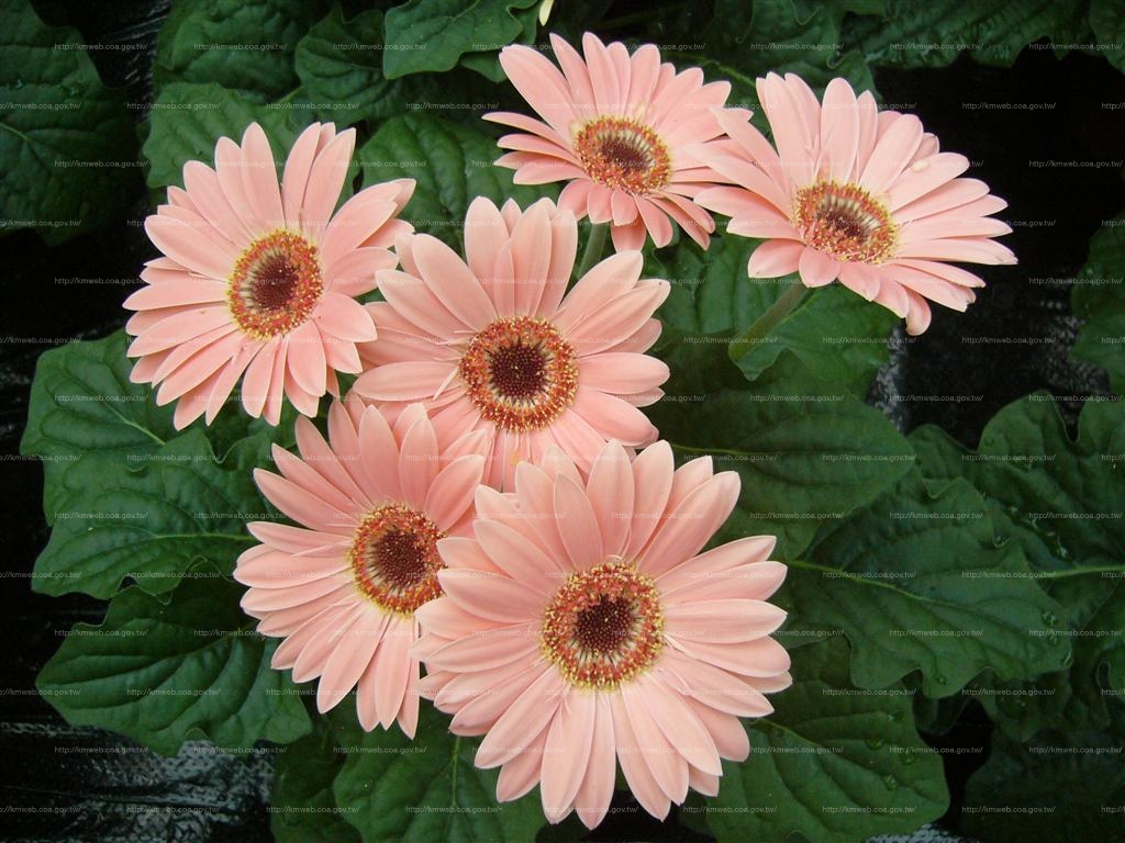 非洲菊。 非洲菊。