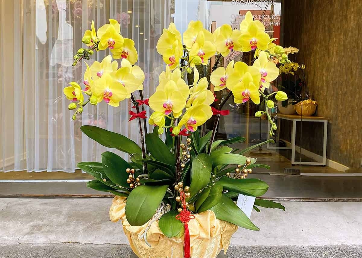 蝴蝶兰。 蝴蝶兰。