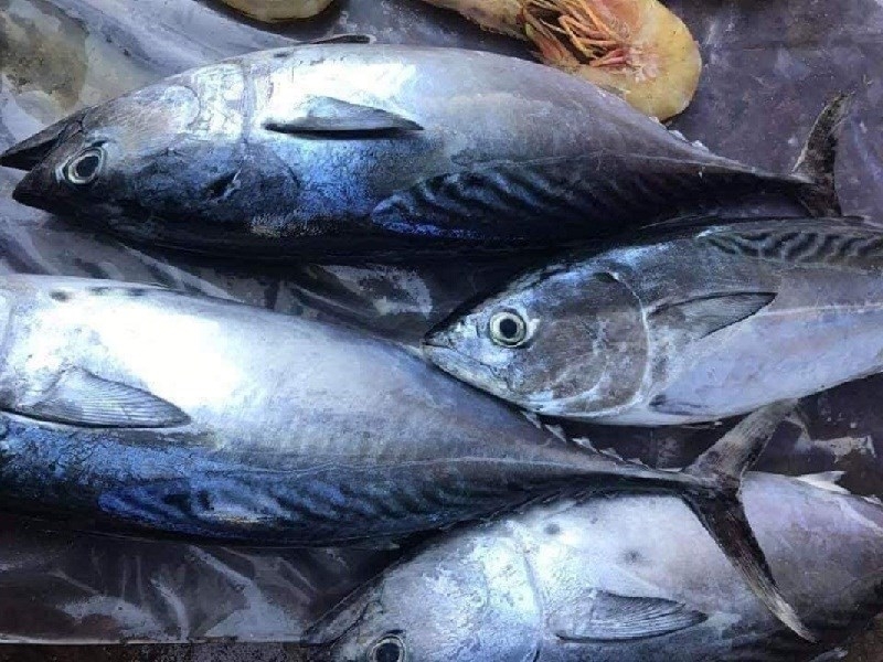 金枪鱼。 金枪鱼。