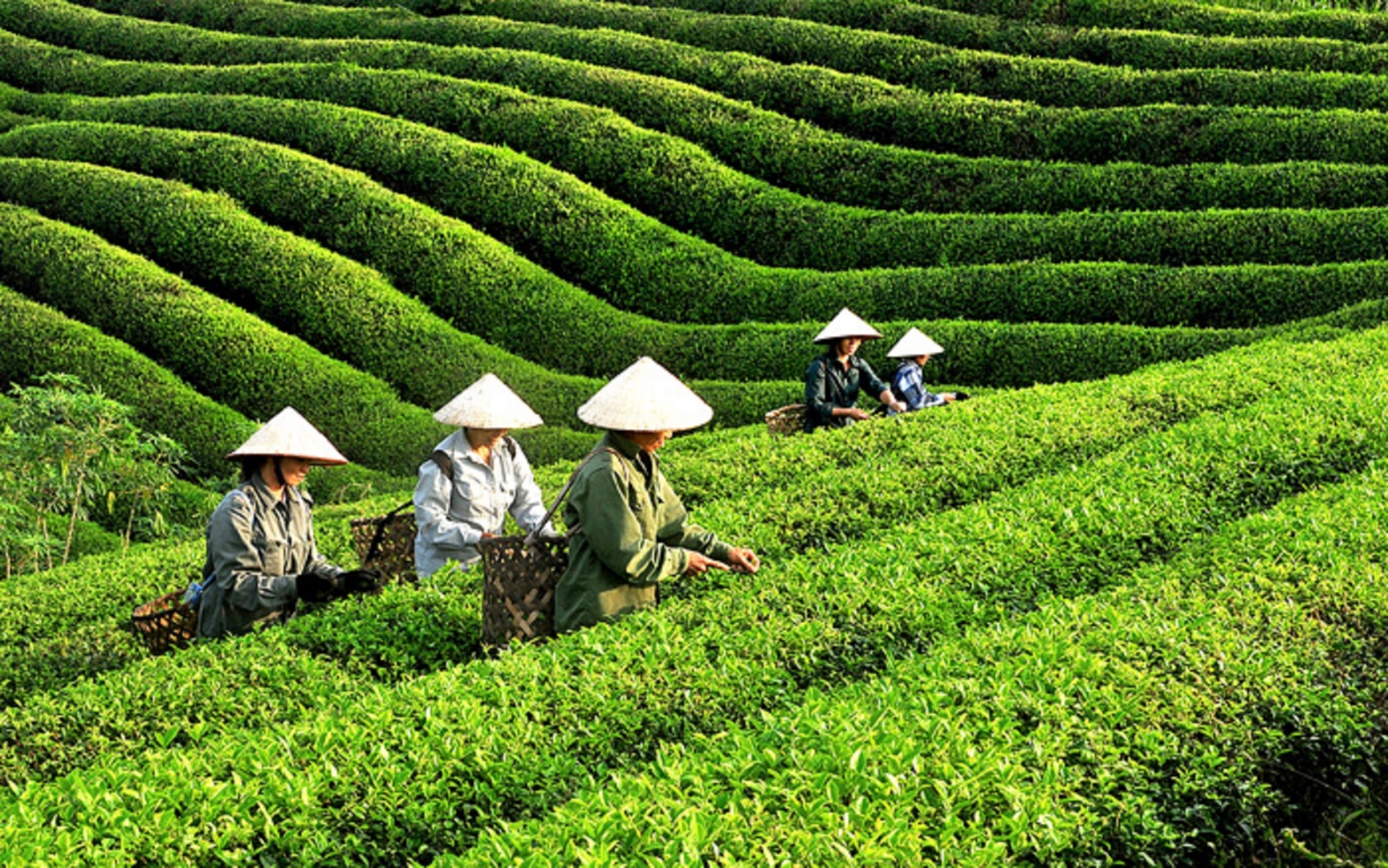 附图。 附图。