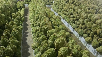 越南榴莲在中国的市场份额大幅提升