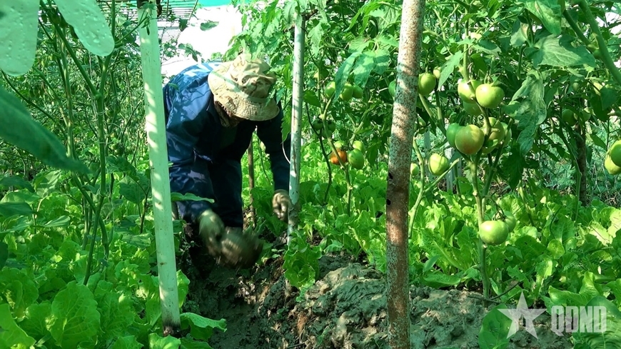 部队采用轮耕的方式增加土壤的肥力 部队采用轮耕的方式增加土壤的肥力