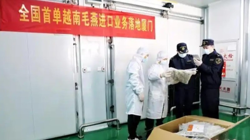 中国首次从越南进口毛燕 中国首次从越南进口毛燕