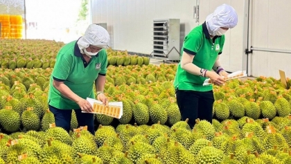 越南农产品深入中国市场