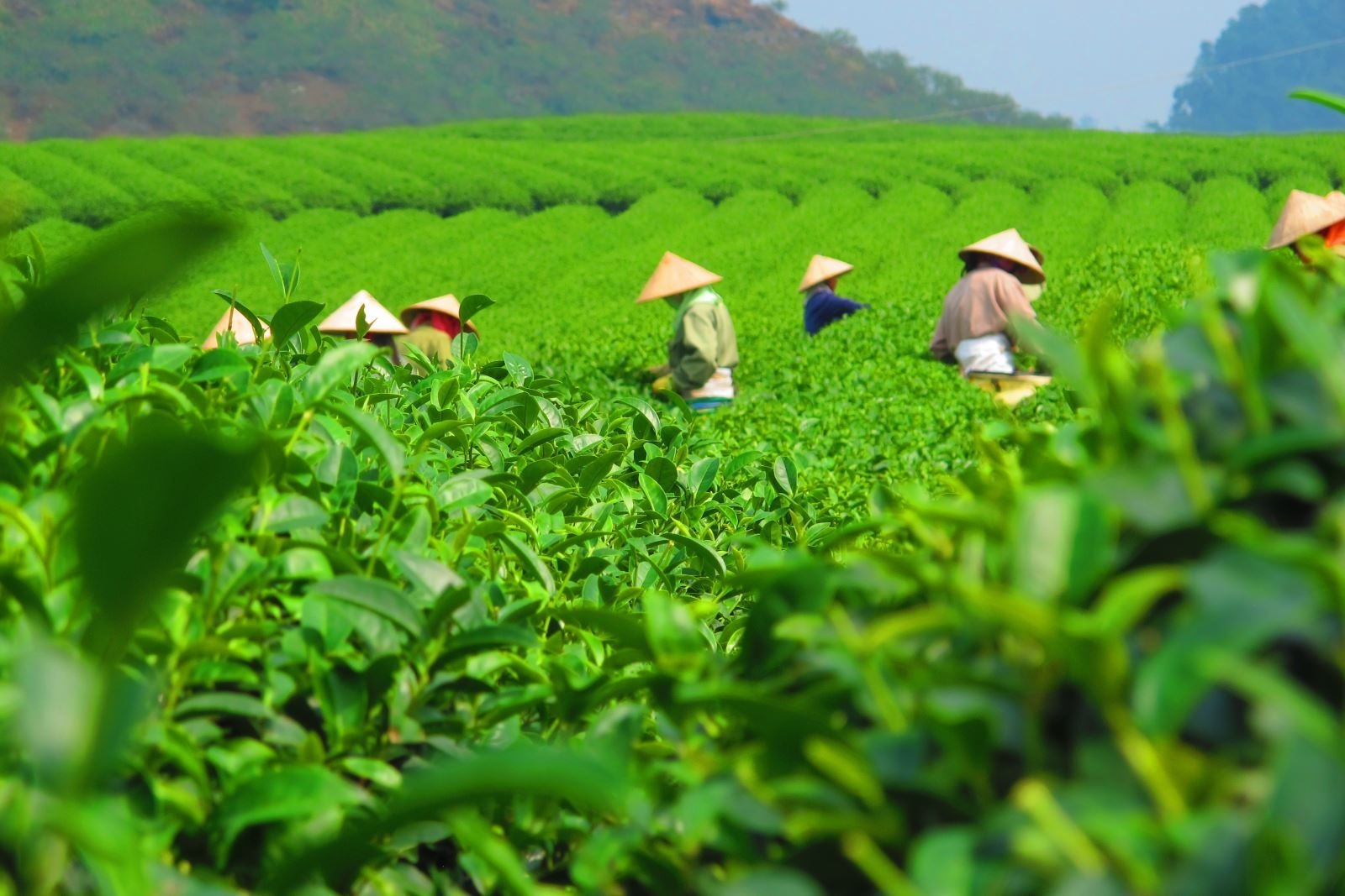 越南茶叶对俄罗斯的出口额为320万美元。 越南茶叶对俄罗斯的出口额为320万美元。
