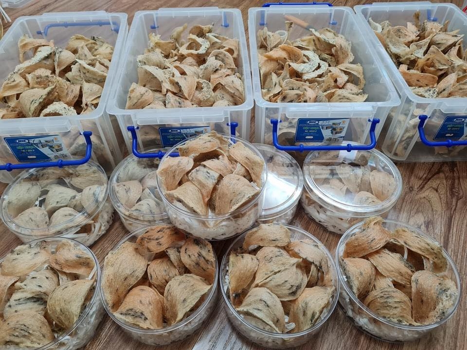 共有13家越南企业获准向中国市场出口燕窝,累计出口精制燕窝超4吨、出口额逾400万美元。 共有13家越南企业获准向中国市场出口燕窝,累计出口精制燕窝超4吨、出口额逾400万美元。