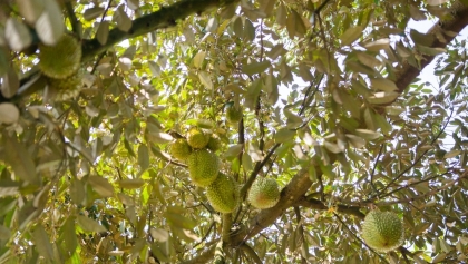 越中榴莲产业：从传统贸易转向供应链联动