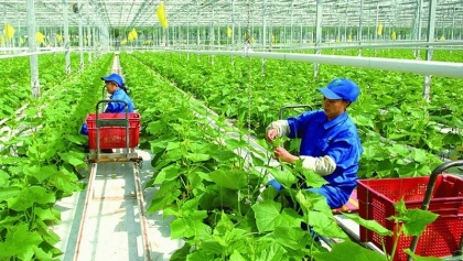 绿色农业：减少碳足迹的旅程