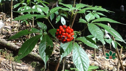 对《玉玲人参试验种植研究》科研项目结果进行评估和验收