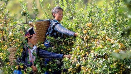 山罗：山楂的销量稳定 群众收入得到保障