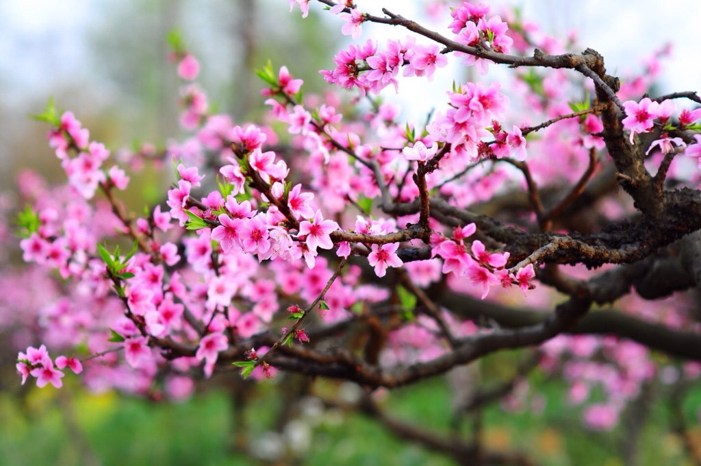 桃花。 桃花。
