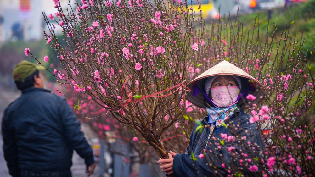 每逢农历年底,桃花市是越南春节最热闹的地方。 每逢农历年底,桃花市是越南春节最热闹的地方。