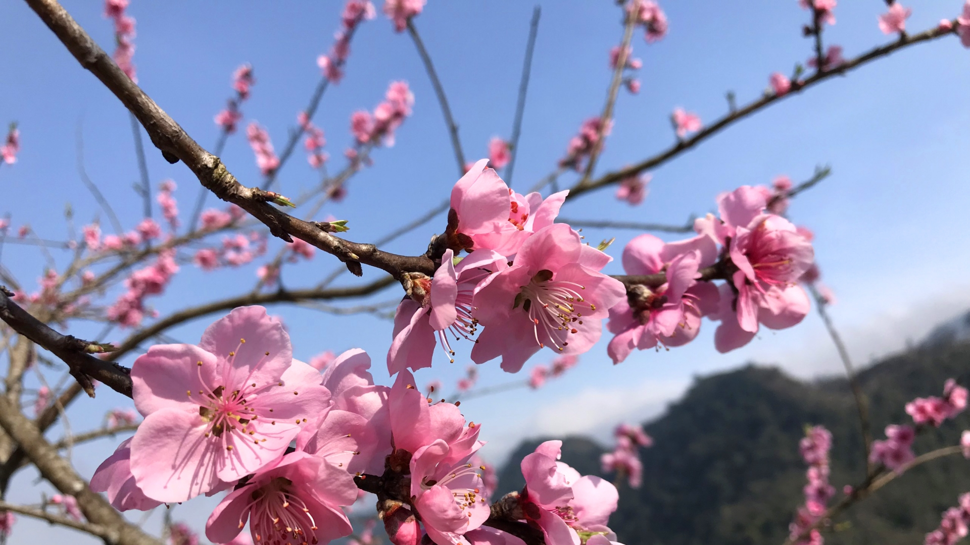 桃花。 桃花。