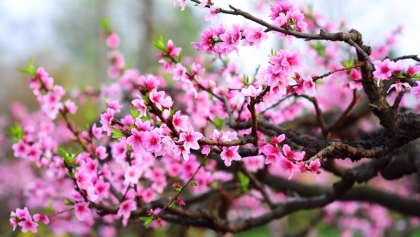 桃花的象征意义