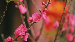 nhung loi chuc mung nam moi 2020 y nghia gui nguoi than yeu
