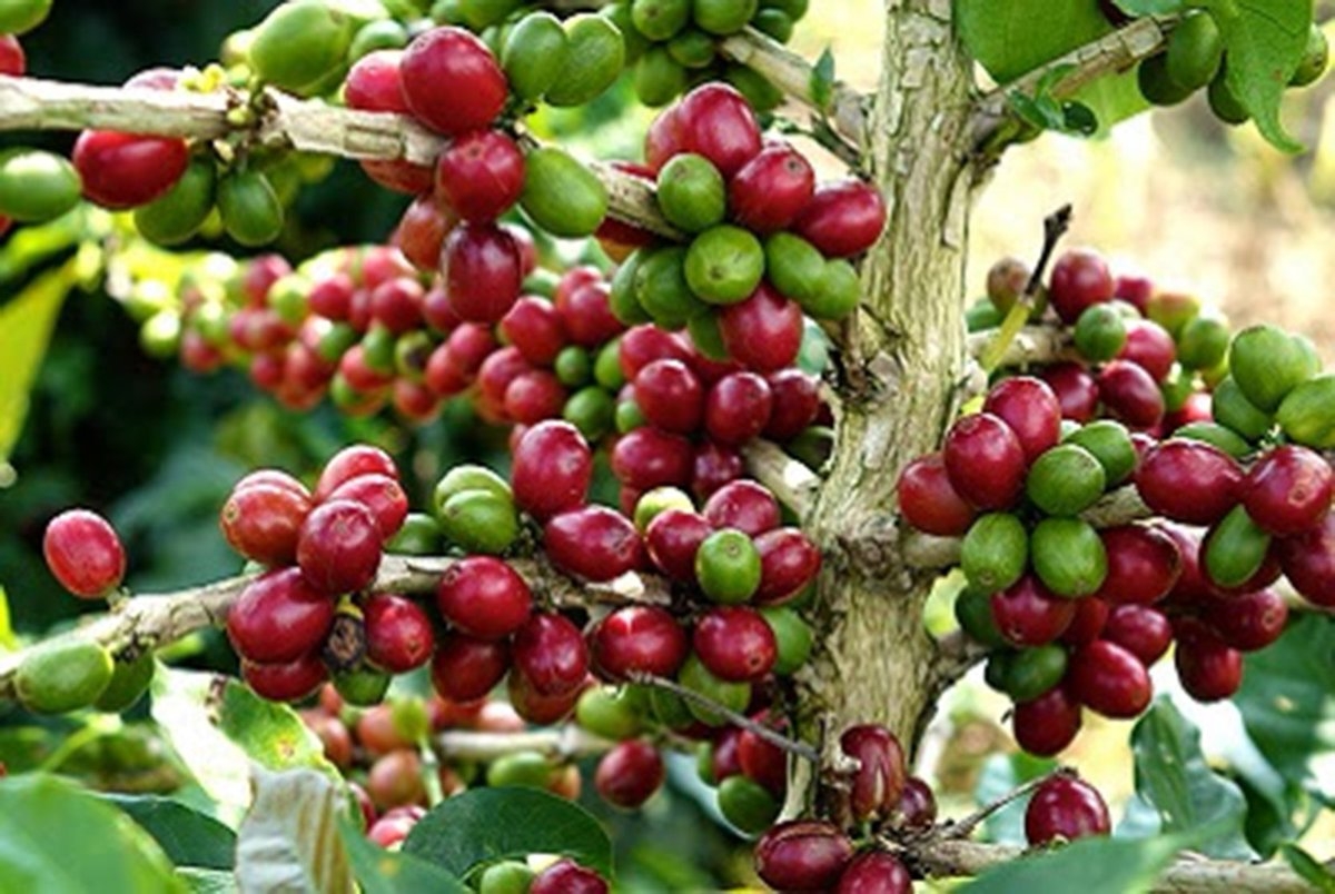 Giá cà phê hôm nay 24/3: Không nhiều biến động, tăng nhẹ 100 đồng/kg gia ca phe hom nay 243 khong nhieu bien dong tang nhe 100 dongkg