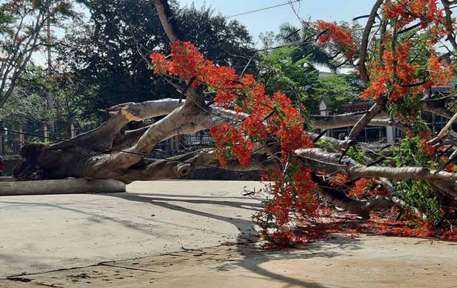 Thêm một cây phượng trong trường học bật gốc, may mắn không gây thương vong them mot cay phuong trong truong hoc bat goc may man khong gay thuong vong