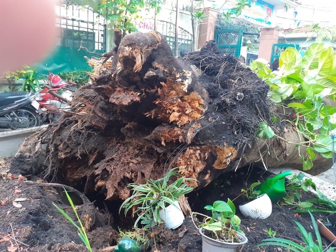 Công ty cây xanh TP.HCM nói gì về dấu hiệu nguy hiểm của cây? cong ty cay xanh tphcm noi gi ve dau hieu nguy hiem cua cay