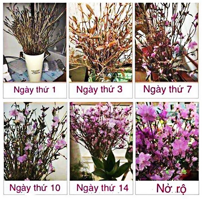 Hoa đỗ quyên ngủ đông lại xuất hiện, chuyên gia lên tiếng cảnh báo hoa do quyen ngu dong lai xuat hien chuyen gia len tieng canh bao
