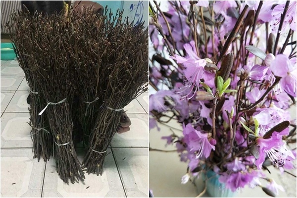 Hoa đỗ quyên ngủ đông lại xuất hiện, chuyên gia lên tiếng cảnh báo hoa do quyen ngu dong lai xuat hien chuyen gia len tieng canh bao