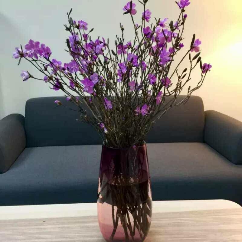 Hoa đỗ quyên ngủ đông lại xuất hiện, chuyên gia lên tiếng cảnh báo hoa do quyen ngu dong lai xuat hien chuyen gia len tieng canh bao