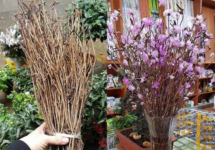 Hoa đỗ quyên ngủ đông lại xuất hiện, chuyên gia lên tiếng cảnh báo hoa do quyen ngu dong lai xuat hien chuyen gia len tieng canh bao