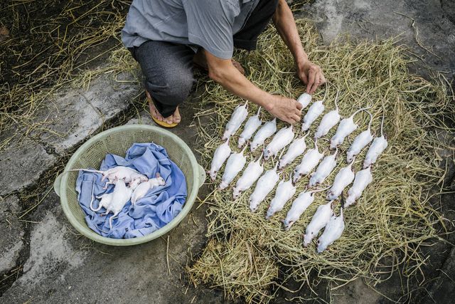 thit chuot cua viet nam thom ngon nhu pho mai que