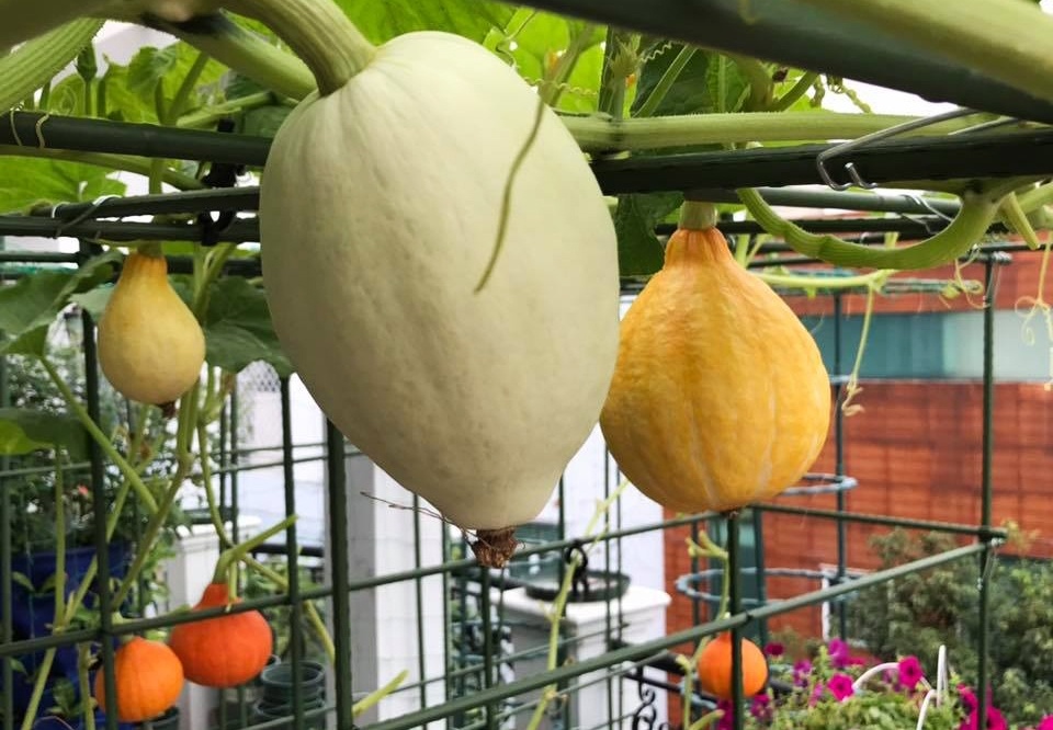 Gia đình Sài Gòn bị nhầm là trồng rau 'đột biến' vì quá tốt gia dinh sai gon bi nham la trong rau dot bien vi qua tot