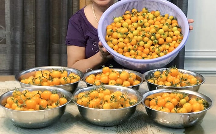 Gia đình Sài Gòn bị nhầm là trồng rau 'đột biến' vì quá tốt gia dinh sai gon bi nham la trong rau dot bien vi qua tot