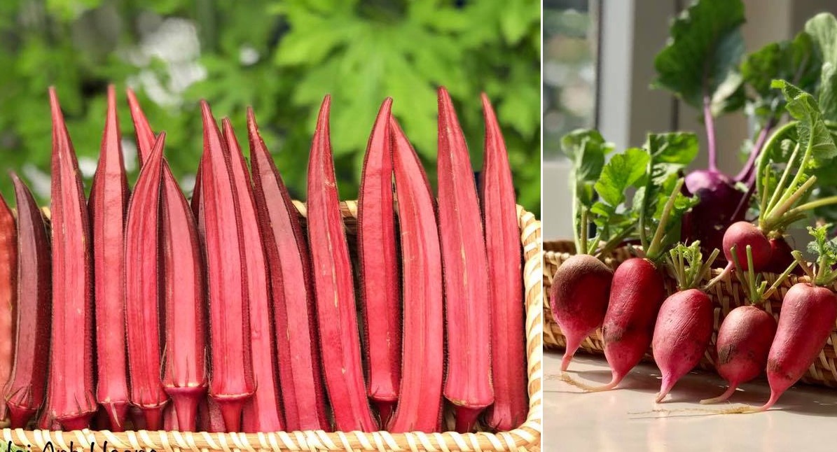 Gia đình Sài Gòn bị nhầm là trồng rau 'đột biến' vì quá tốt gia dinh sai gon bi nham la trong rau dot bien vi qua tot